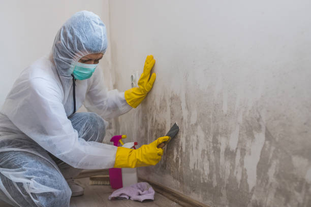 Best Commercial Mold Removal  in Fox Chase, PA