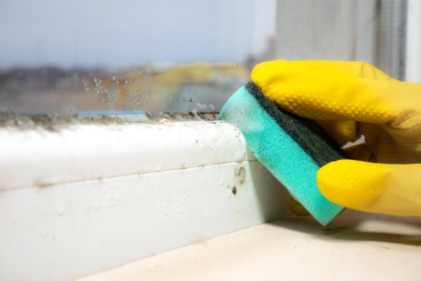 Best Residential Mold Removal  in Fox Chase, PA