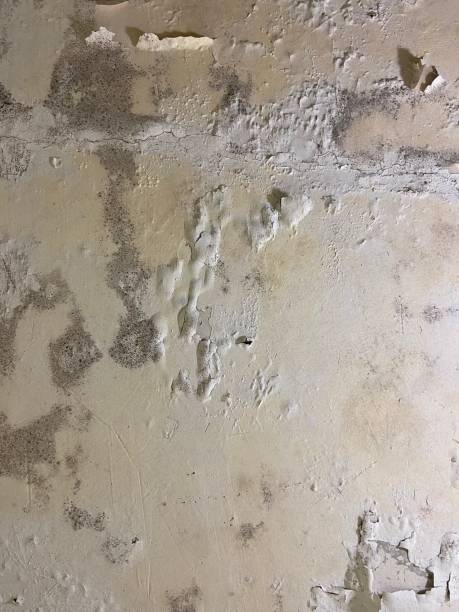 Best Crawl Space Mold Removal  in Fox Chase, PA