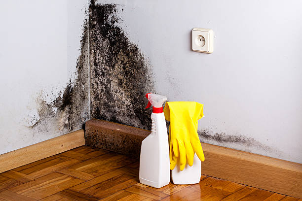 Best Mold Removal and Inspection  in Fox Chase, PA