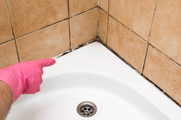 Best Mold Remediation  in Fox Chase, PA